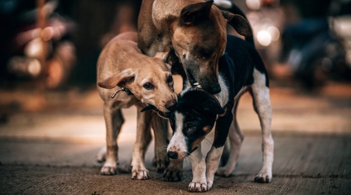 dogs